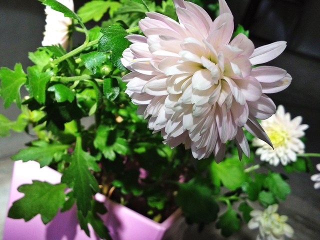 2015年の菊の花