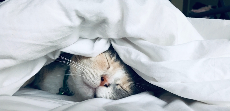 ベッドで寝る猫