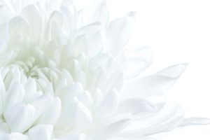 白い花